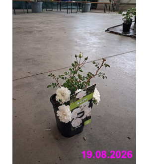 Rosa 'Sea Foam' C 1,4 L